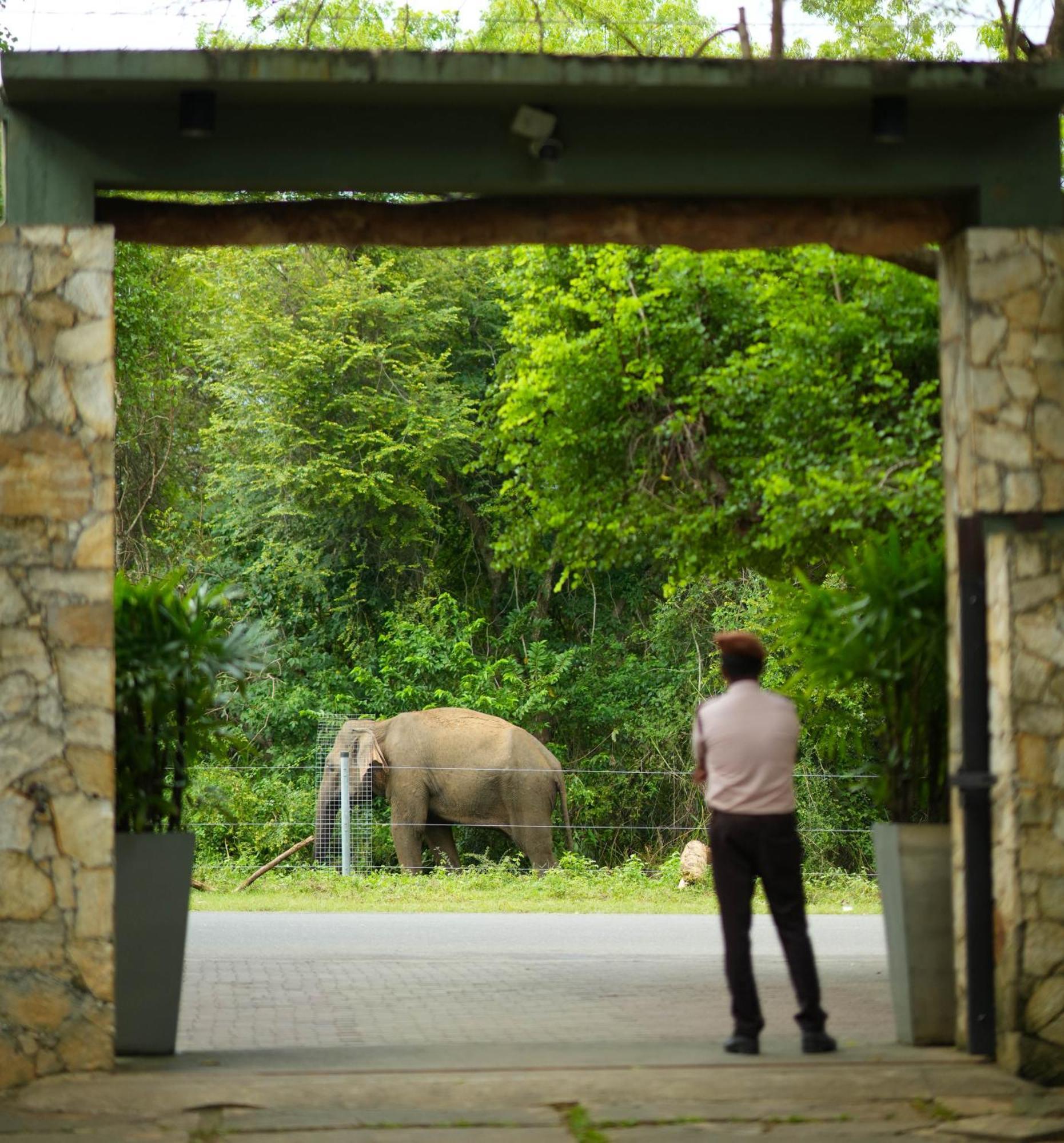 Elephant Trail 3* اوداوالاوي
